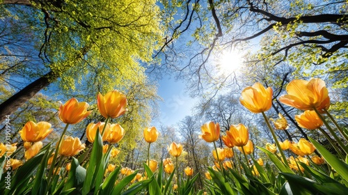 Bright yellow tulips bloom upward toward the sun shining through tree canopy
