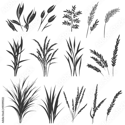 Silhouettes of Various Grasses and Wheat