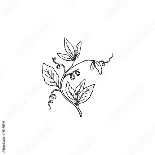 vector illustration of a flower