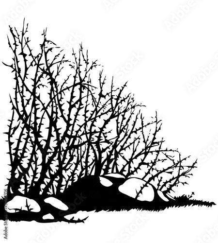 Vector drawing. The thorn bushes