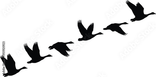 Flying Ducks Silhouette Flock in Motion Side View Bird Migration Vector Illustration Isolated on White Background Wildlife Nature Design