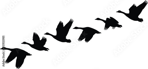 Flying Ducks Silhouette Set in Side View Formation Bird Migration Illustration Isolated on White Background Wildlife Nature Vector