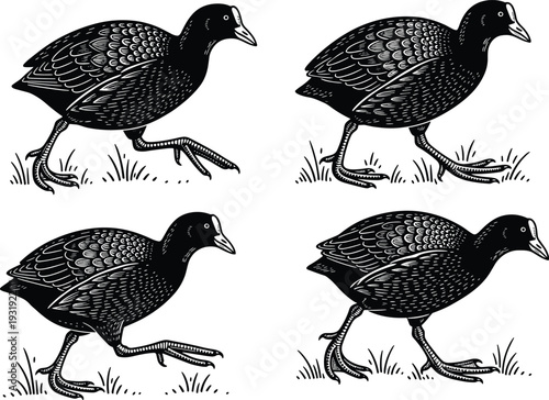 Coot bird engraving vector set, detailed black and white waterfowl illustrations collection, vintage style marsh wildlife clipart