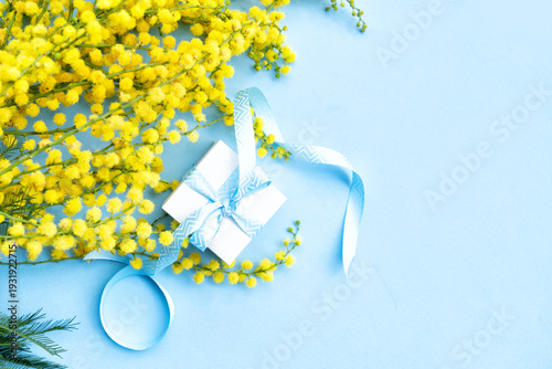Mimosa yellow flowers on blue spring background, 8 march day background with ...
