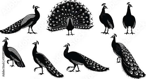 Peacock bird vector illustration set, elegant black and white peafowl silhouettes with detailed feathers and fan tail display collection