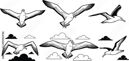 Seagull flying vector illustration set, detailed black and white seabird drawings with clouds, coastal wildlife engraving style collection