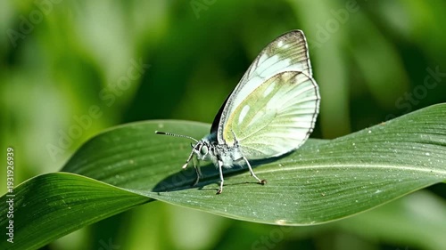 White butterfly resting on a green leaf in a vibrant garden