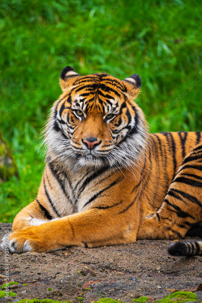 Obraz premium The Majestic Bengal Tiger