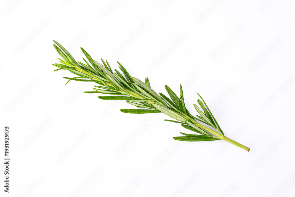 Fototapeta premium Rosemary branches on the white background