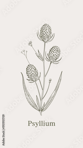 Psyllium Plant Botanical Illustration – Minimal Vintage Herbal Line Art