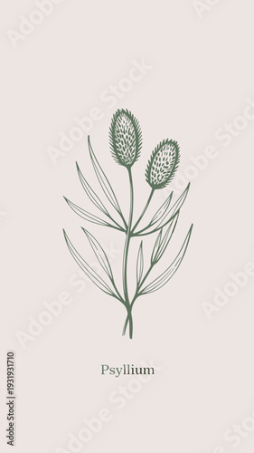 Psyllium Plant Botanical Illustration – Minimal Vintage Herbal Line Art