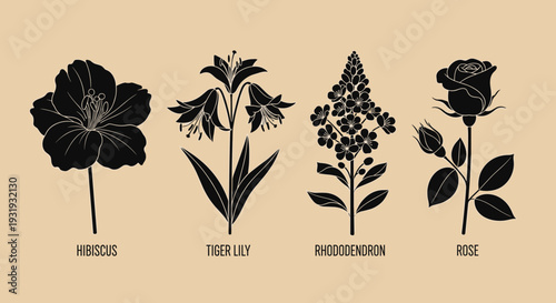 Vintage Botanical Flower Set – Hibiscus Tiger Lily Rhododendron Rose Line Art Illustrations
