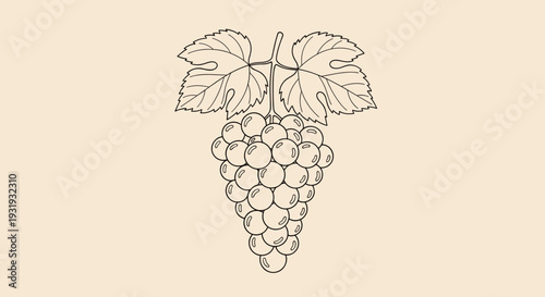 Grape Cluster Botanical Line Art – Vintage Vineyard Fruit Illustration