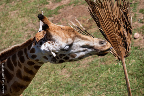 Photography Giraffe (Giraffa camelopardalis)