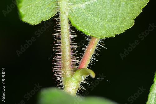 Konstfotografi "
Haselnuss, Corylus avellana, Blatt, Blattstiel"