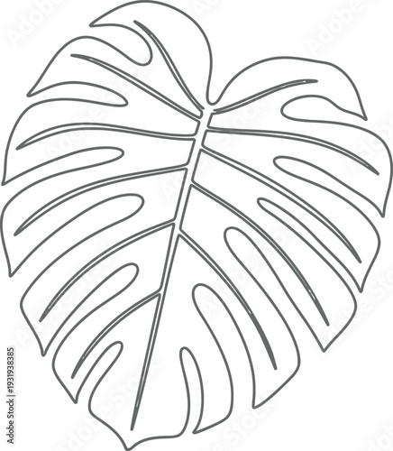 Monstera deliciosa leaf illustration in black and white