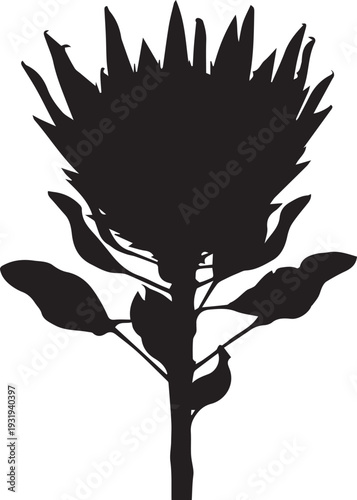 Large King Protea Flower Spiked Petals Vertical Silhouettes