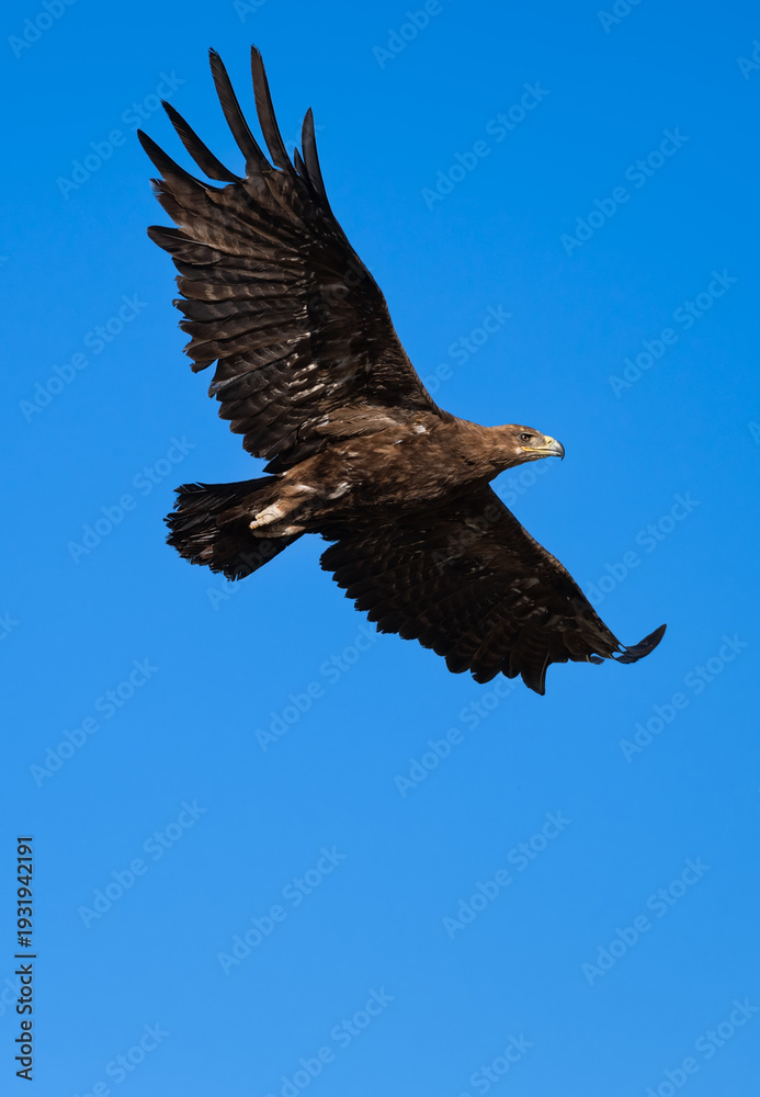 Fototapeta premium Adult female of Steppe Eagle (Aquila nipalensis) flying in the sky near the nest, Southern Kazakhstan