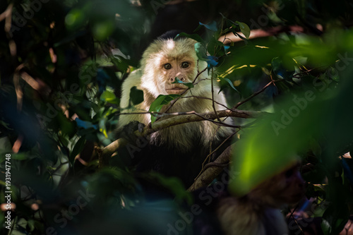 Obraz na plátně Colombian white-faced capuchin (Cebus capucinus)