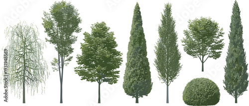 Illustration of diverse tree species including willow, deciduous, coniferous, and shrubs, showcasing botanical variety, foliage density, landscape design, and educational plant references