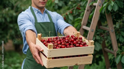 Adult man wearing an apron slowly presents a wooden crate filled with fresh cherries in a green orchard. Natural outdoor setting, calm confident movement, summer harvest and agriculture concept.