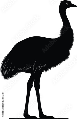 Flightless bird silhouette, emu ostrich figure, wildlife icon, zoology design, nature illustration, black outline, animal art, biology symbol, exotic species