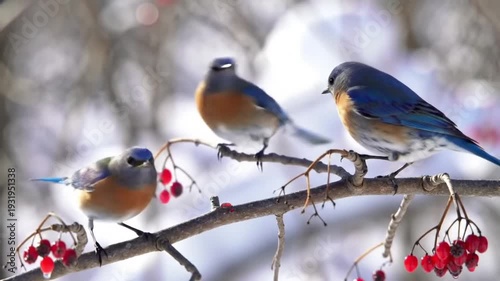 Three bluebirds perch on a branch eating bright red berries.