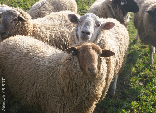 Schafherde auf grüner Weide im Frühling