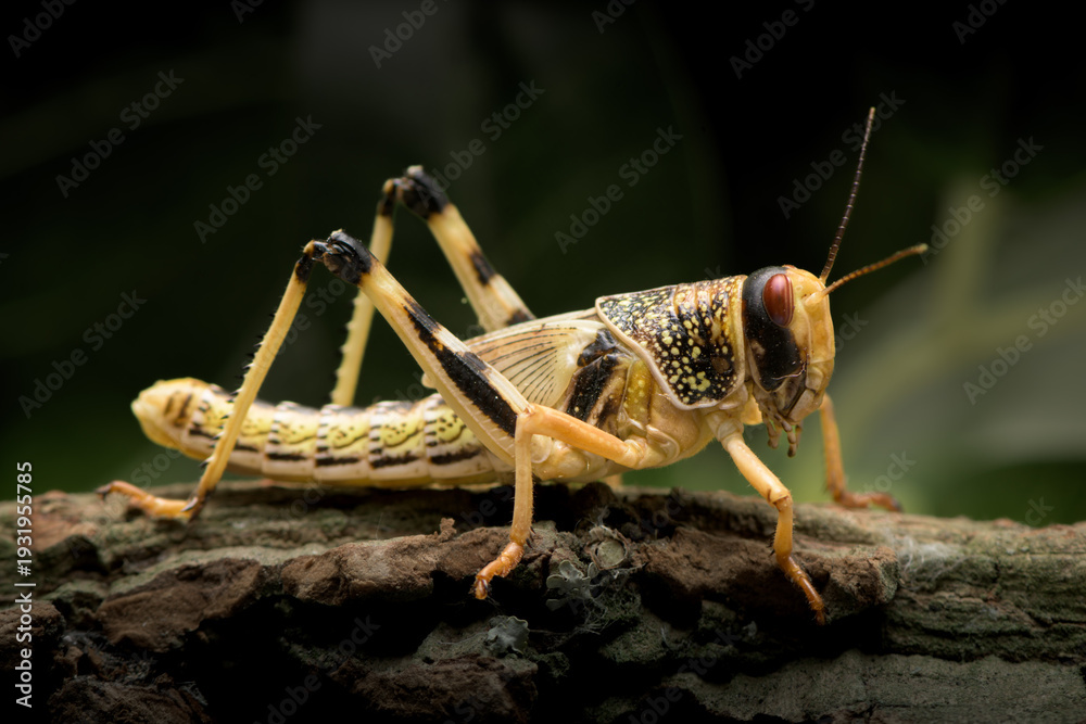 Fototapeta premium Desert Locust