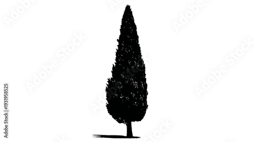 A silhouette of a tall evergreen tree against a white background, casting a shadow