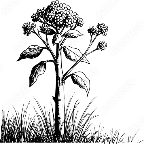 Black and white ink of a flowering plant with dense clusters of small blossoms and green leaves emerging from