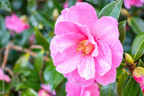 A close-up shot of a camellia flower with raindrops on the inflorescence