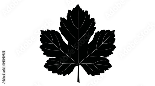 Silhouetted image of a large, deeply lobed leaf with visible veins, set against a white background