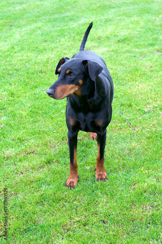 Black Doberman dog in the country side 