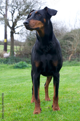 Black Doberman dog in the country side 