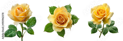 Set of Single fresh yellow rose with stem and leaves on transparent png background. Ai generated