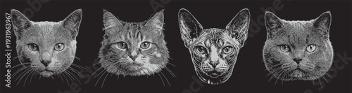 Vector a stunning collection pack of four detailed cat portraits in a striking monochrome stipple art style illustrated on a black background