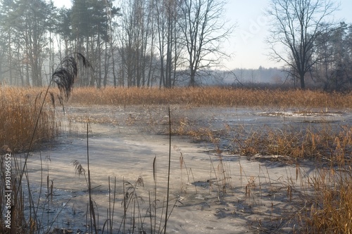 Wallpaper Mural Partially frozen wetland with dry reeds, thin ice surface, and leafless trees under clear daylight. Torontodigital.ca