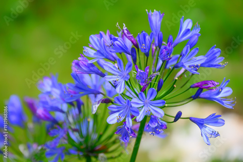 Obraz na płótnie Blume