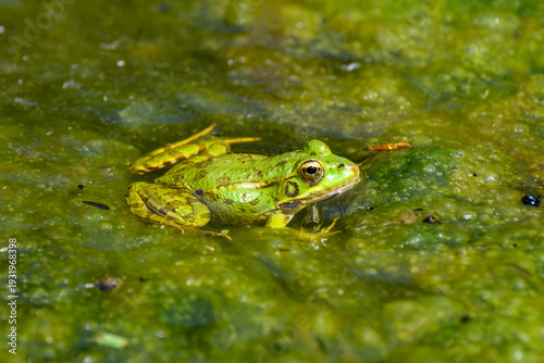 Obraz na płótnie Frosch