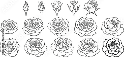 Roses coloring page for adults black and white rose illustrations