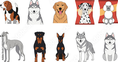 Set of diverse dog breeds including Beagle, Husky, Golden Retriever, Dalmatian, Poodle, Greyhound, Rottweiler, and Doberman, flat vector illustration, isolated.