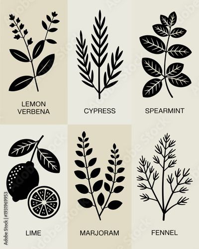 Herbal Botanical Icon Set – Lemon Verbena, Cypress, Spearmint, Lime, Marjoram, Fennel Silhouette Collection
