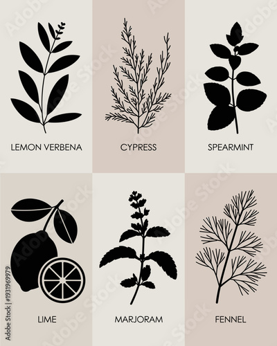 Herbal Botanical Icon Set – Lemon Verbena, Cypress, Spearmint, Lime, Marjoram, Fennel Silhouette Collection