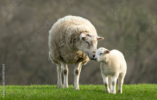 Sheep and Lamb. Close up of a tender moment when a mother sheep nuzzles her newborn lamb in late February. Concept: a mother's love.  Wensleydale. Horizontal. Space for copy. Yorkshire Dales. UK