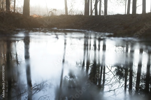 Wallpaper Mural Low angle view of a calm forest stream reflecting tree trunks and branches under daylight. Torontodigital.ca