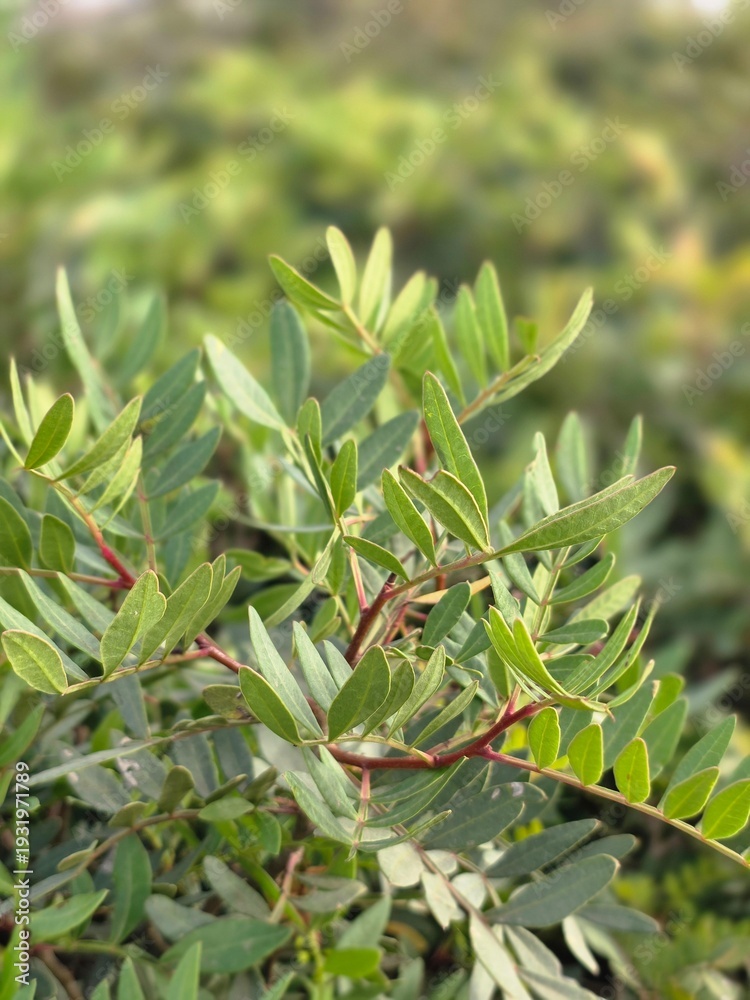 Fototapeta premium Green plants