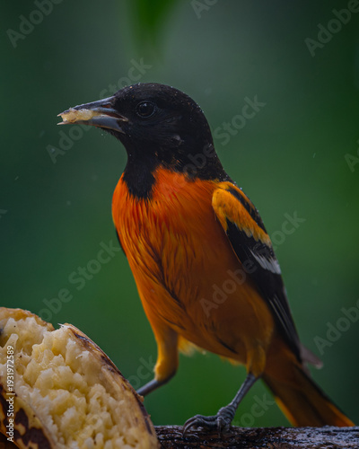 Fotografía Baltimore oriole (Icterus galbula)