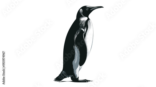 Black and white illustration of an emperor penguin standing upright on a white background