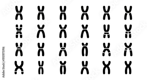 Karyotype illustration of human chromosomes arranged in pairs during metaphase viewed from a microscopic perspective